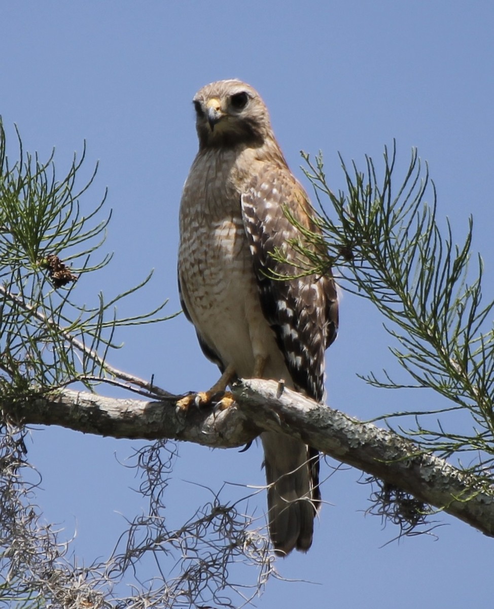 Red-shouldered Hawk - ML617059545