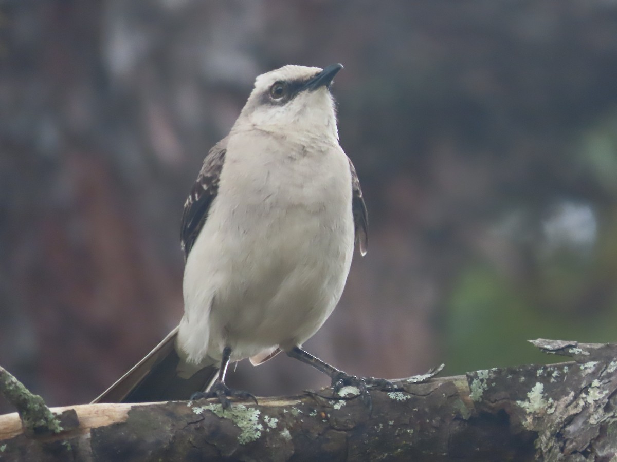 Tropical Mockingbird - ML617059553