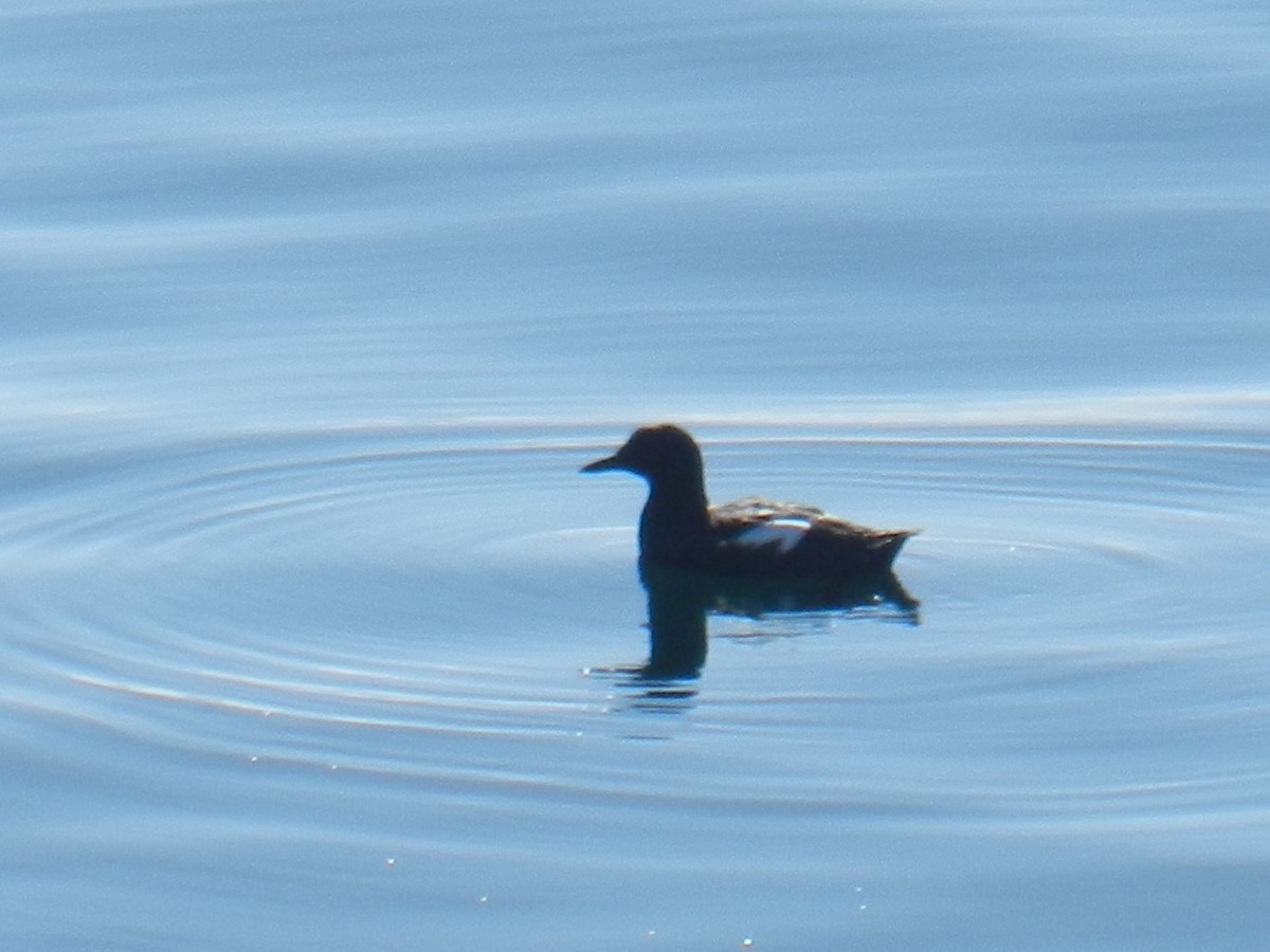 Pigeon Guillemot - ML617059565