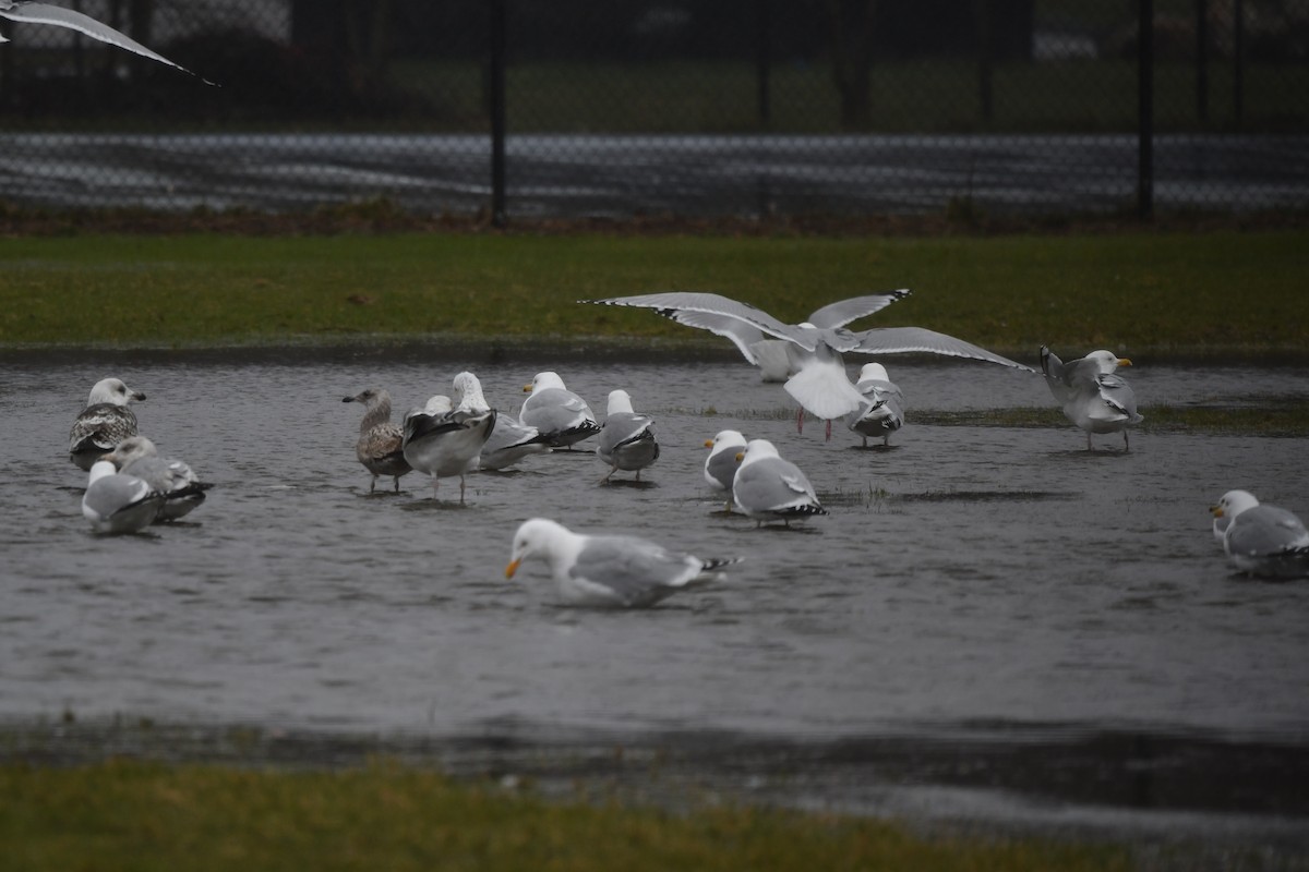 Lesser Black-backed Gull - Suzanne Sullivan