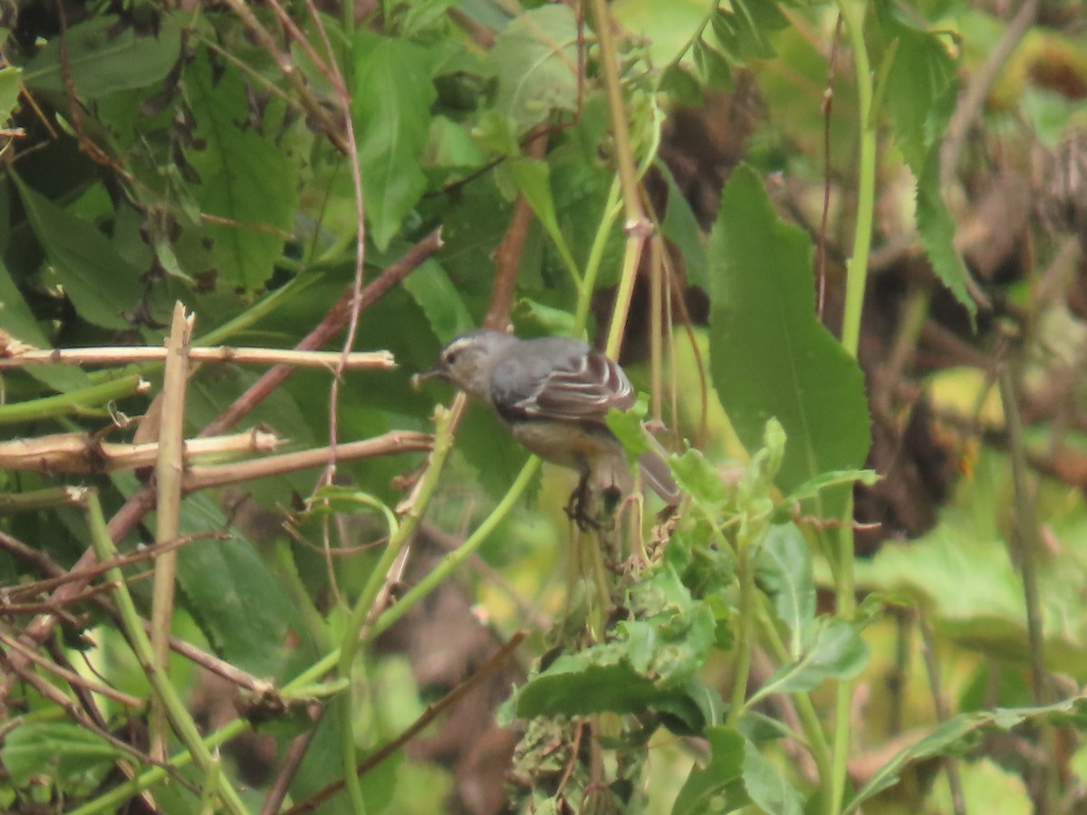 Cinereous Conebill - Katherine Holland