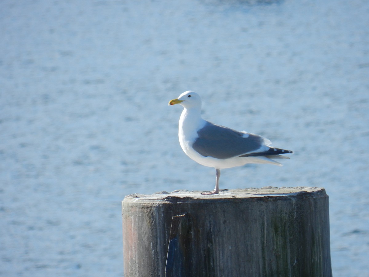 Glaucous-winged Gull - Carmen Alonso Martínez