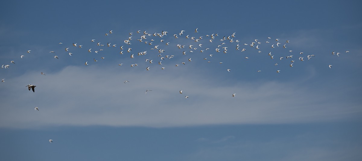 Elegant Tern - Xinglai Zhuang