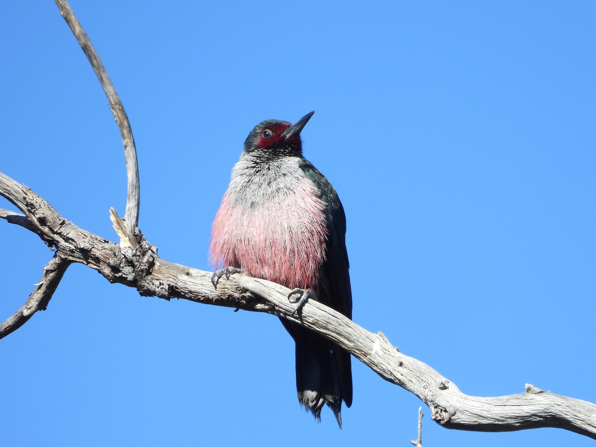 Lewis's Woodpecker - ML617059695