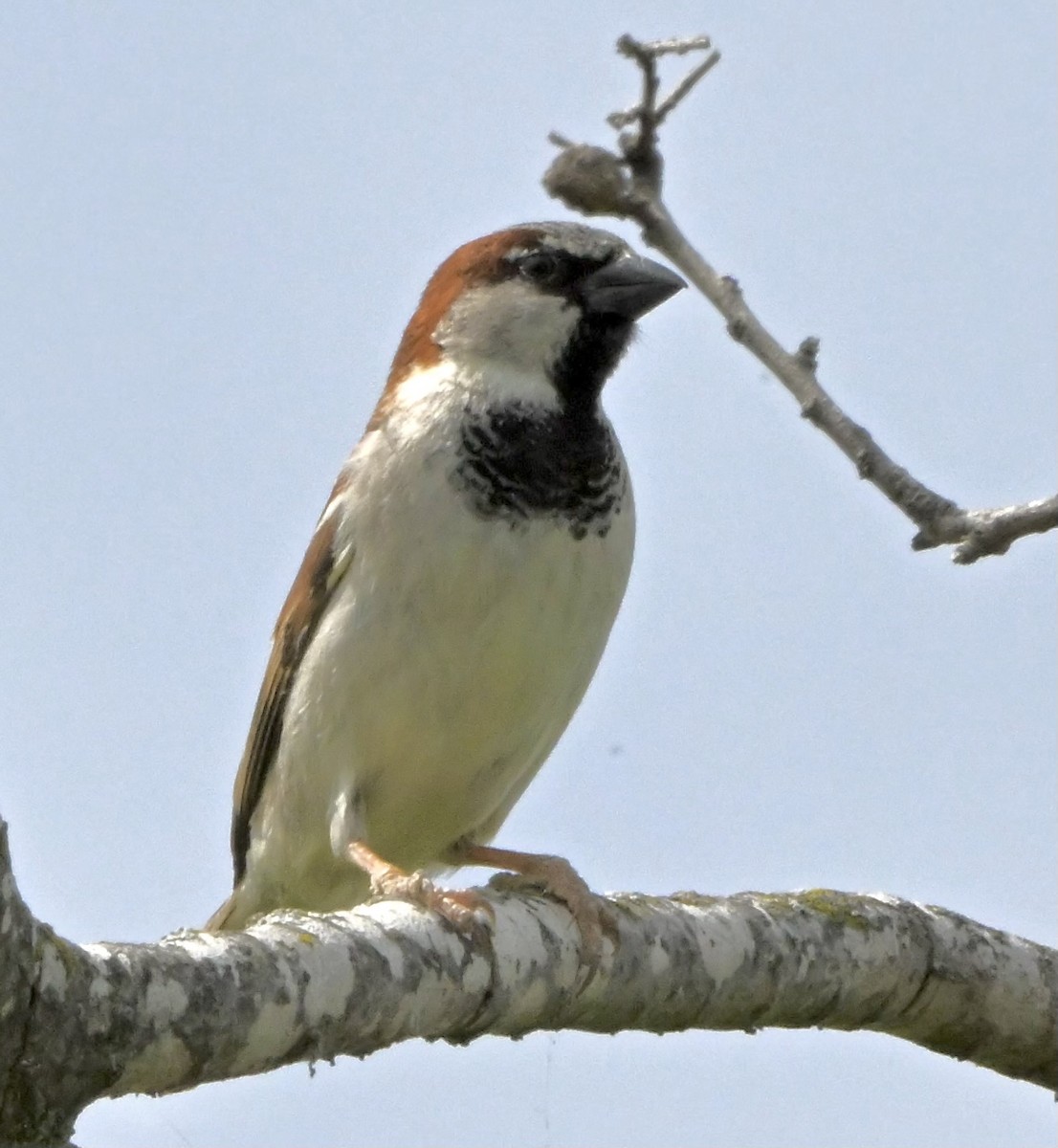 House Sparrow - ML617059719