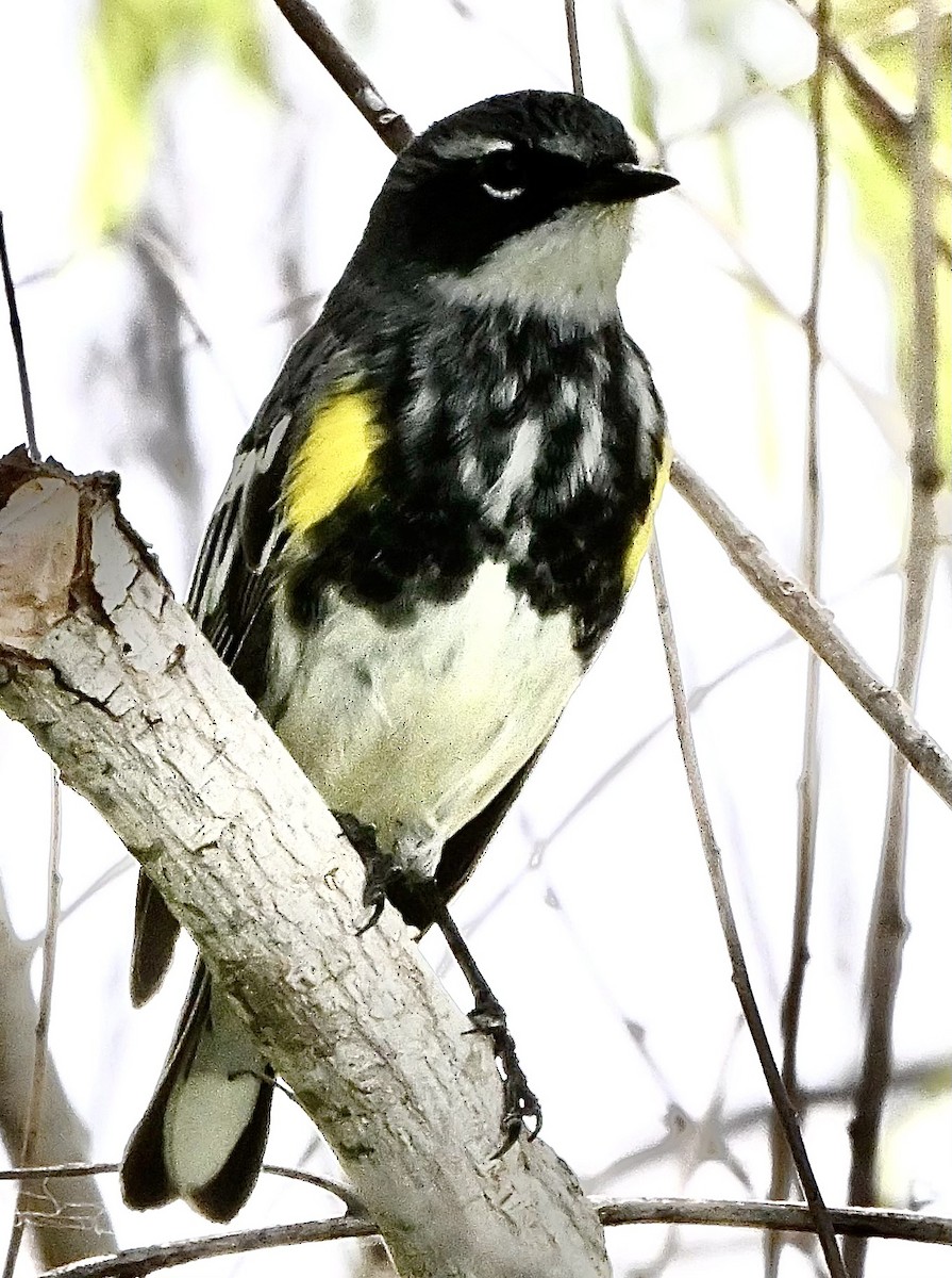 Yellow-rumped Warbler - ML617059733