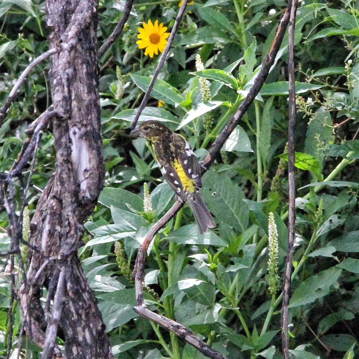 Black-backed Grosbeak - ML617059749