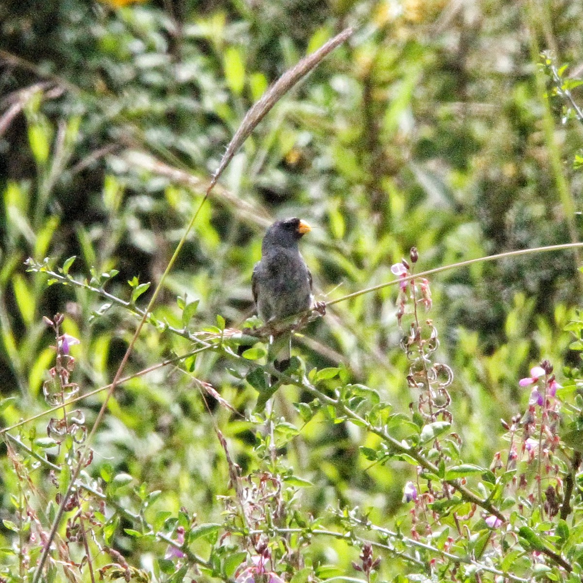 Band-tailed Seedeater - ML617059754