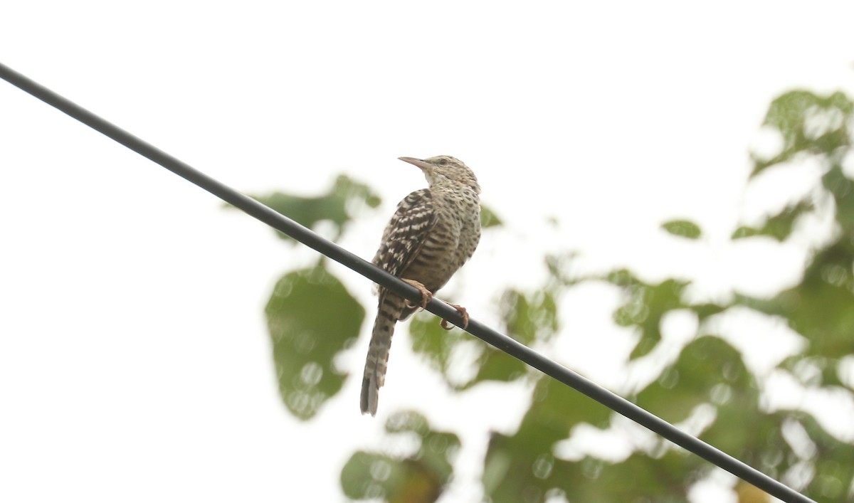 Fasciated Wren - ML617059760