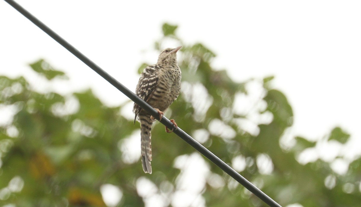 Fasciated Wren - Aurélie  Jambon