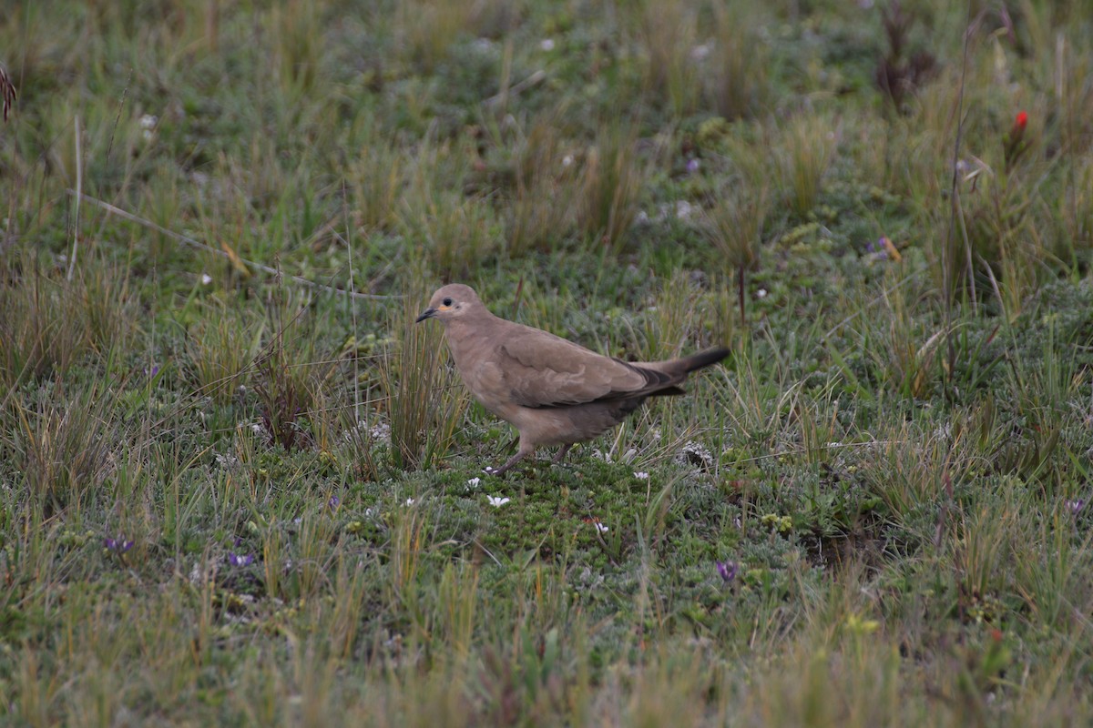 Black-winged Ground Dove - ML617059773
