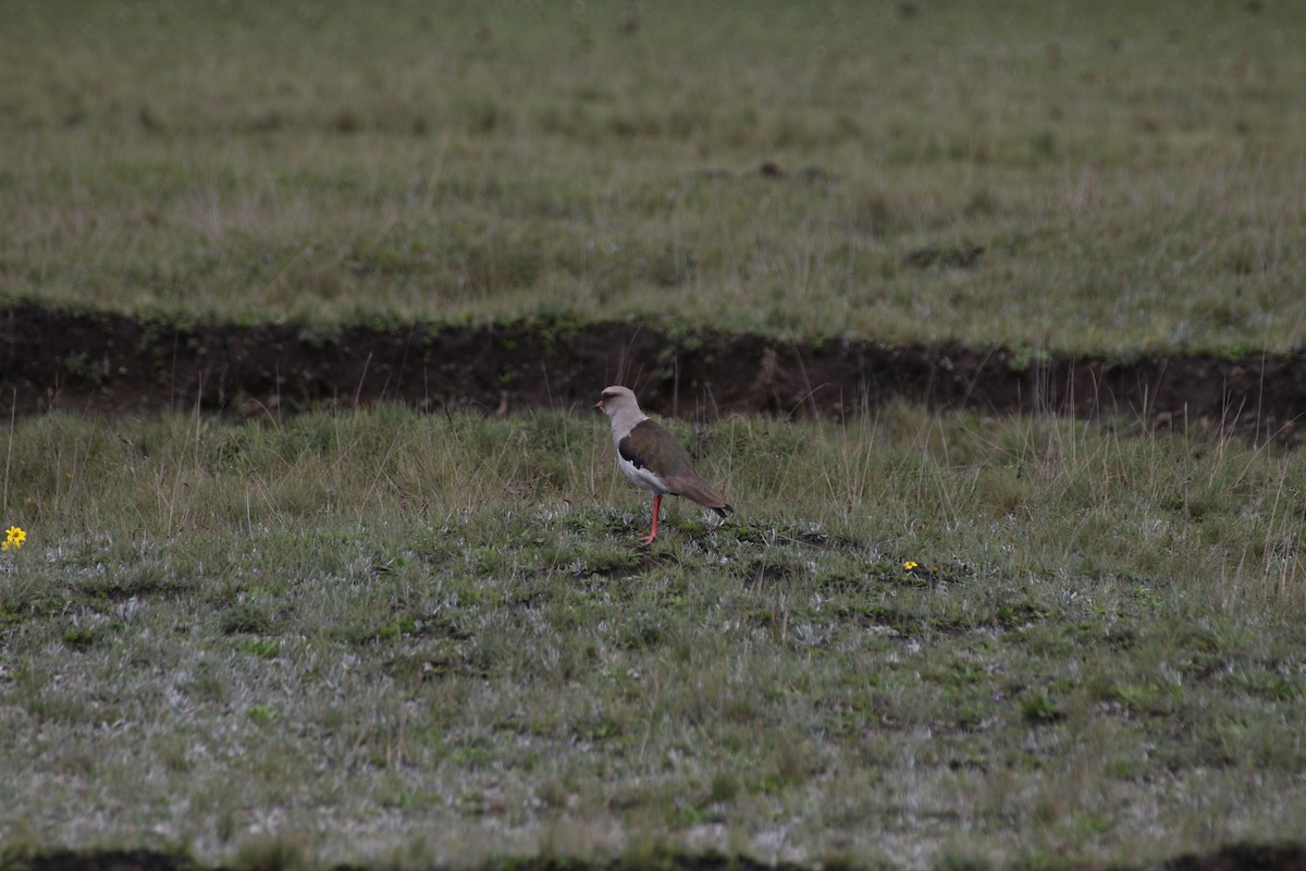 Andean Lapwing - ML617059783