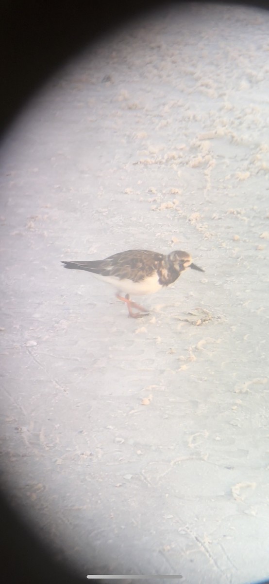 Ruddy Turnstone - Audrey Haworth