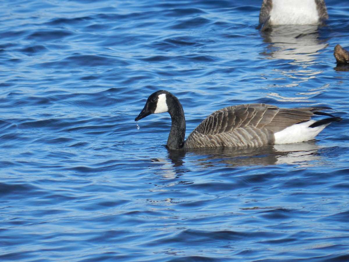 Canada Goose - ML617059798