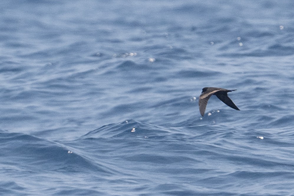 Markham's Storm-Petrel - ML617059801