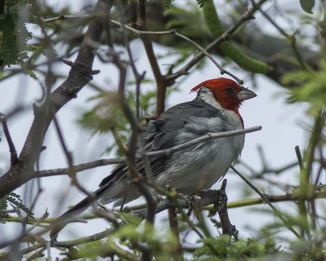 Red-crested Cardinal - ML617059846