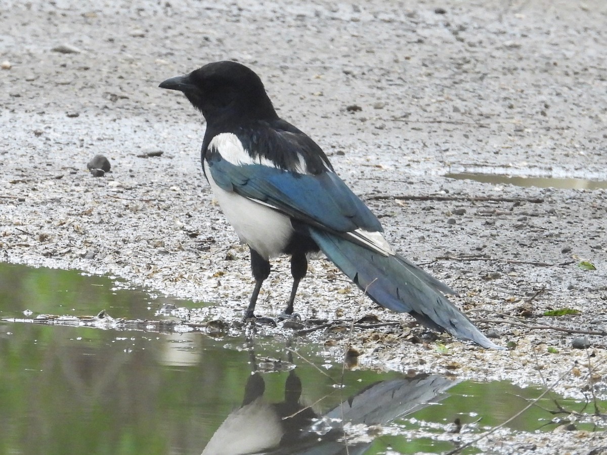 Eurasian Magpie - ML617059847