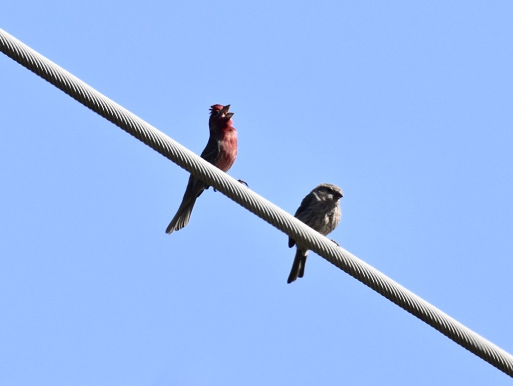 House Finch - ML617059848