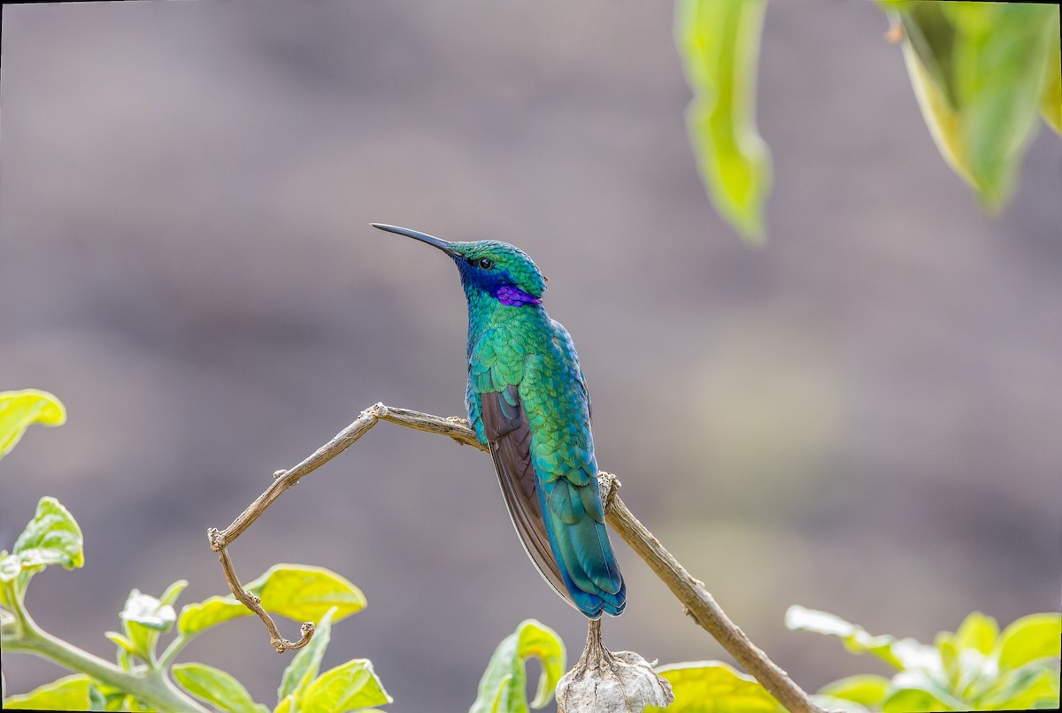 kolibřík modrolící - ML617059861