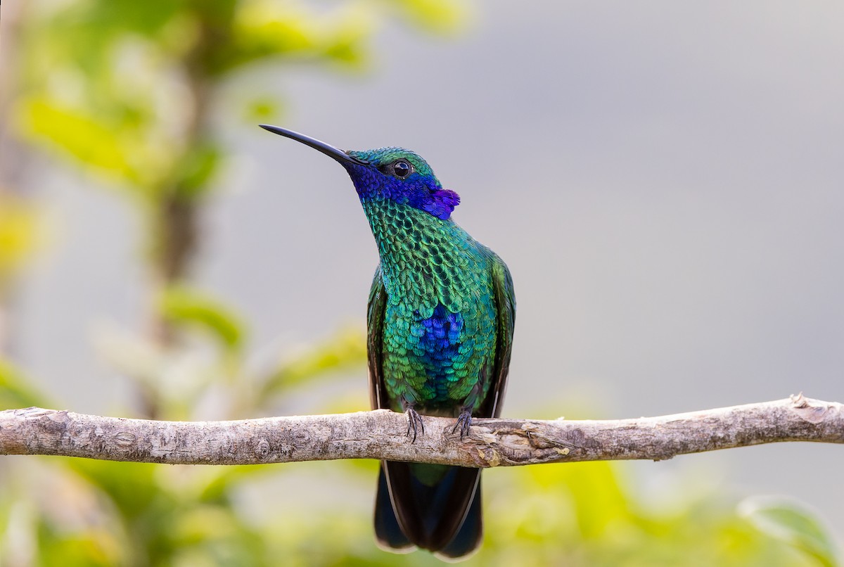 kolibřík modrolící - ML617059862
