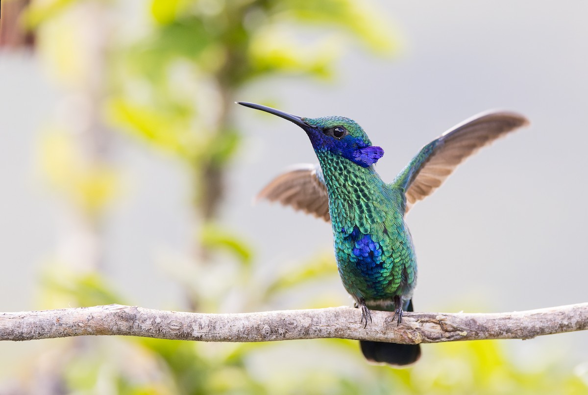 kolibřík modrolící - ML617059864