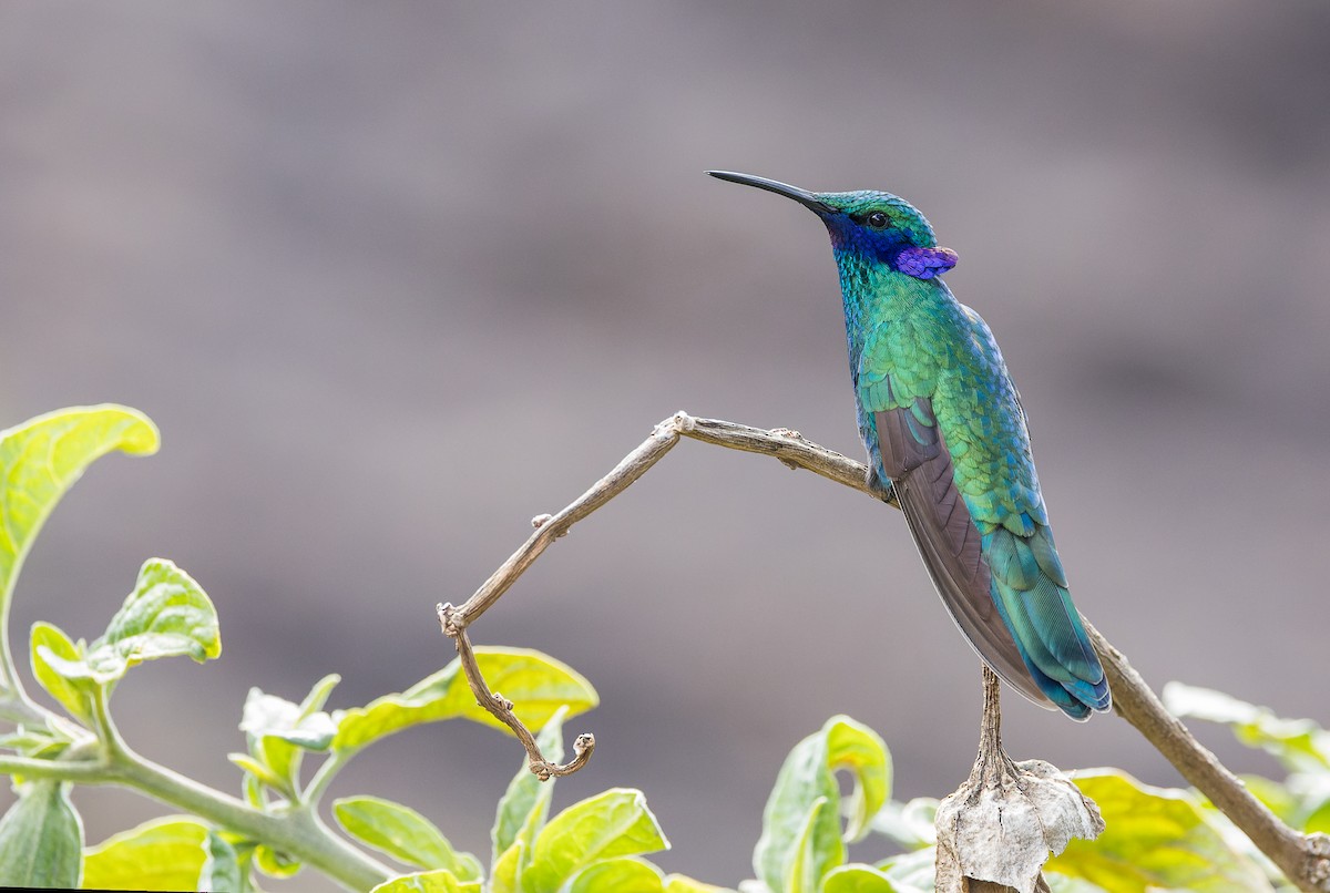 kolibřík modrolící - ML617059865