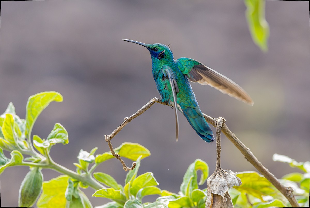 kolibřík modrolící - ML617059866
