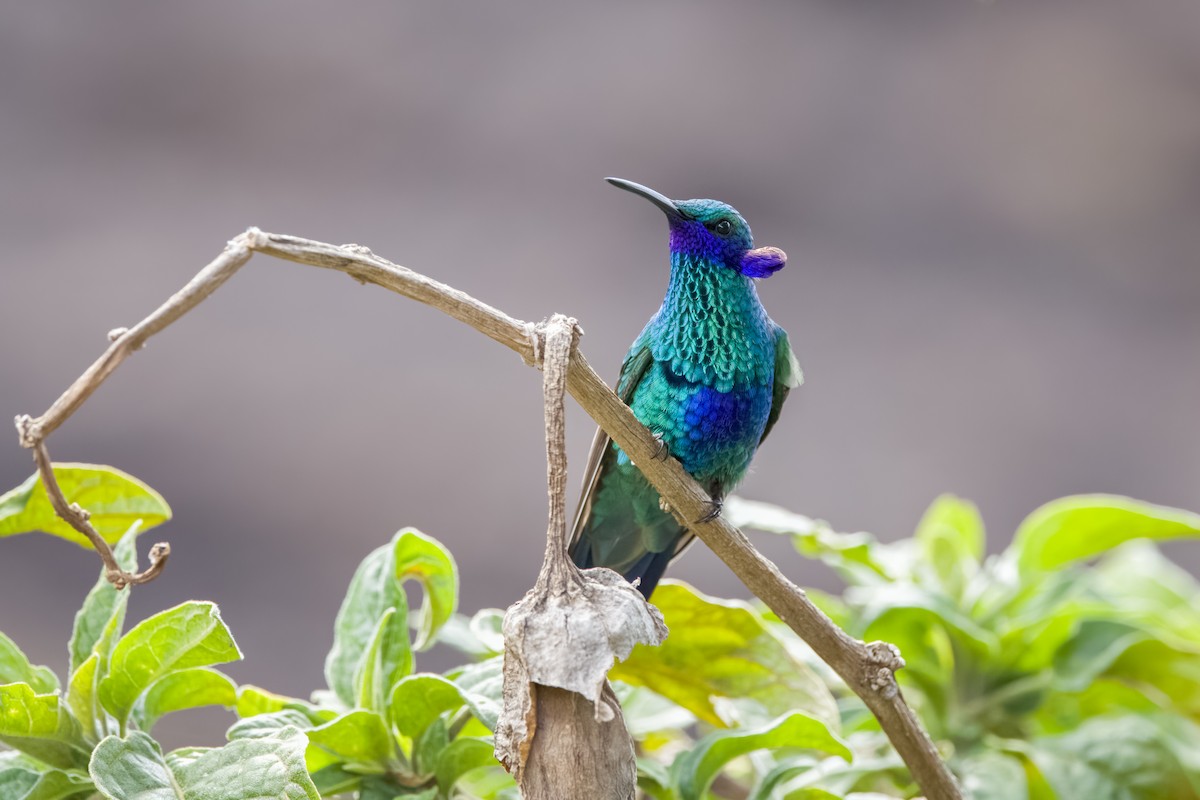 kolibřík modrolící - ML617059867