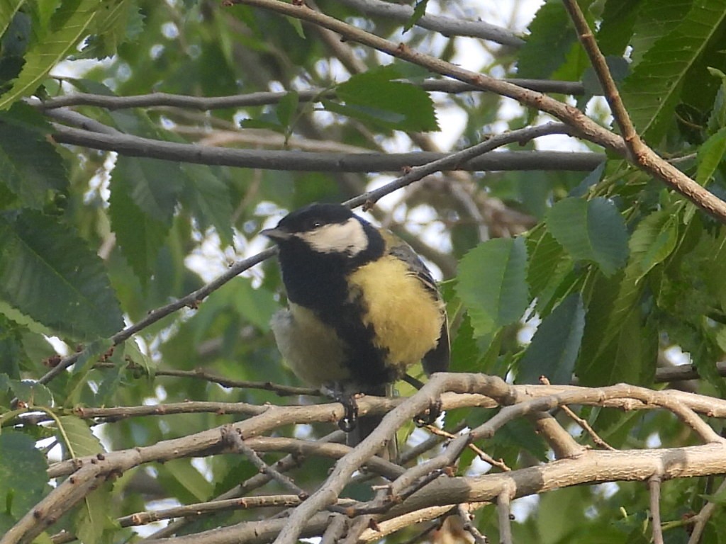 Great Tit - ML617059877