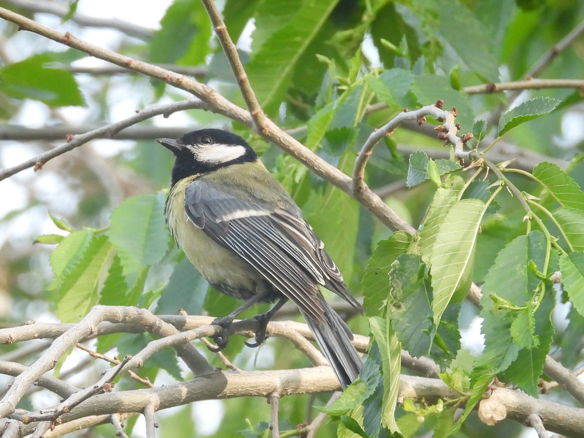 Great Tit - ML617059878