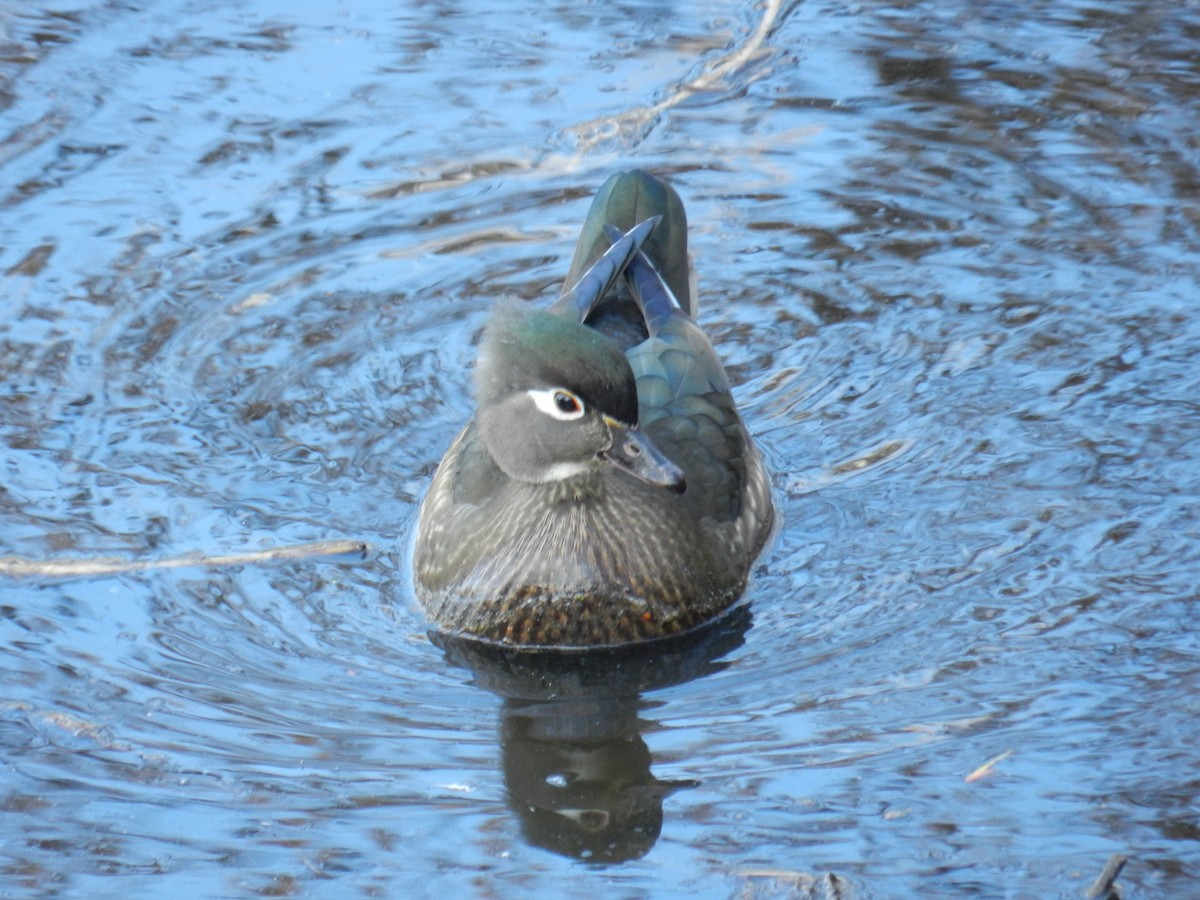 Wood Duck - ML617059885