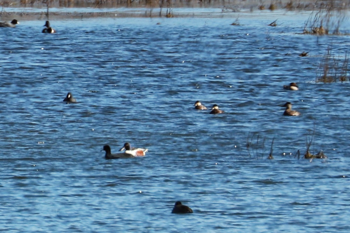 Northern Shoveler - ML617059887