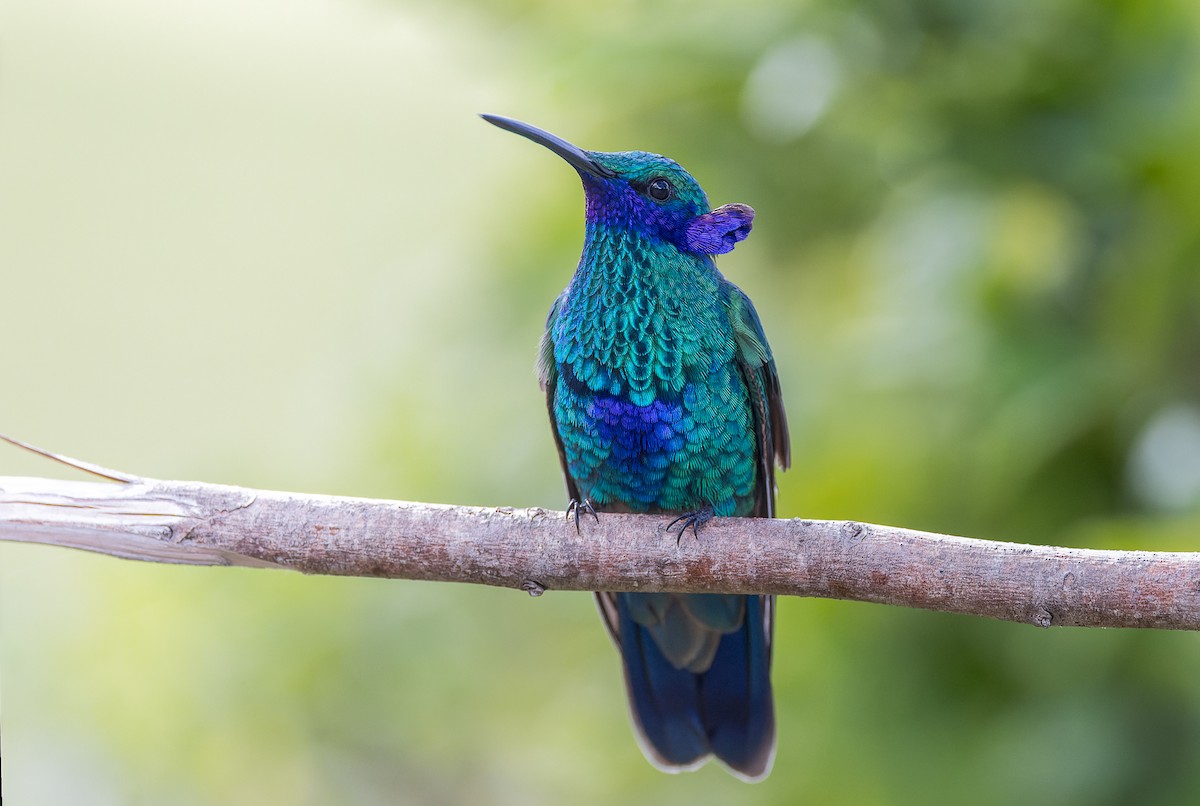 kolibřík modrolící - ML617059890