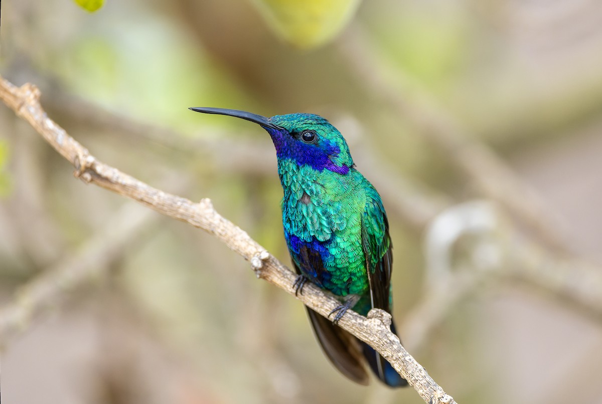 kolibřík modrolící - ML617059891