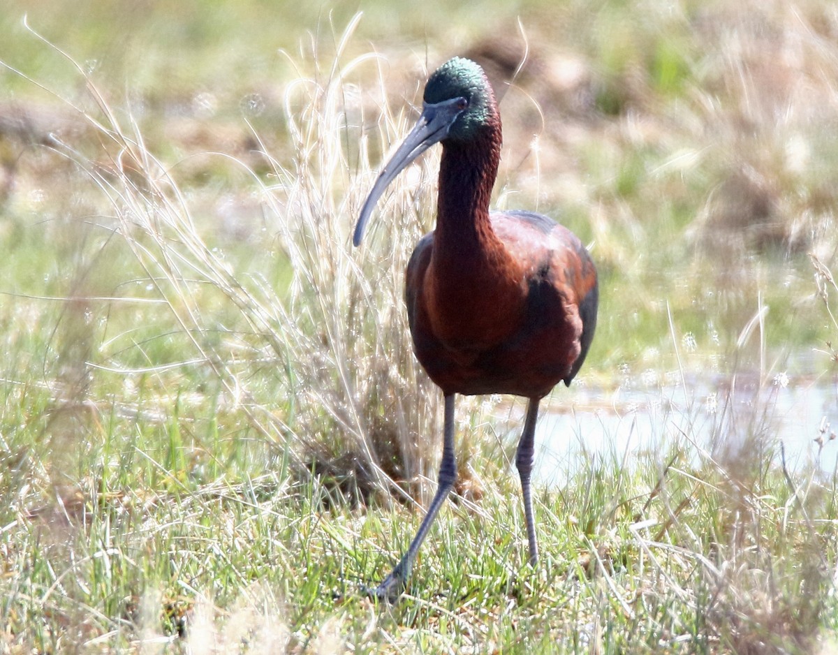 Glossy Ibis - ML617059900