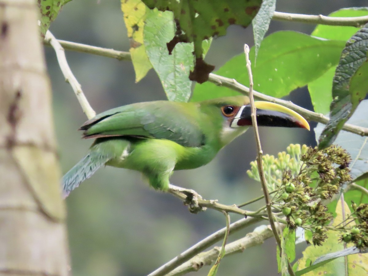 Toucanet à gorge blanche (albivitta/phaeolaemus) - ML617059905