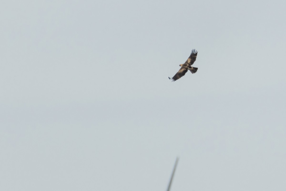 Booted Eagle - ML617059907