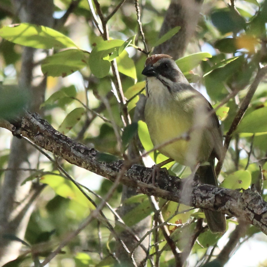 Zapata Sparrow - ML617059934
