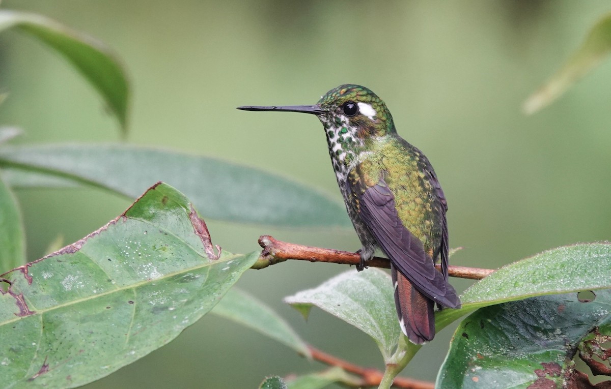 Colibrí Puntiblanco Occidental - ML617059973