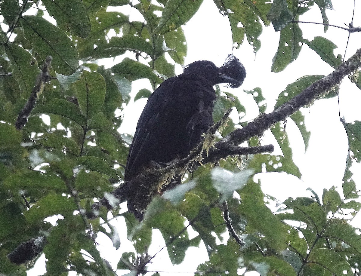 Long-wattled Umbrellabird - ML617059988