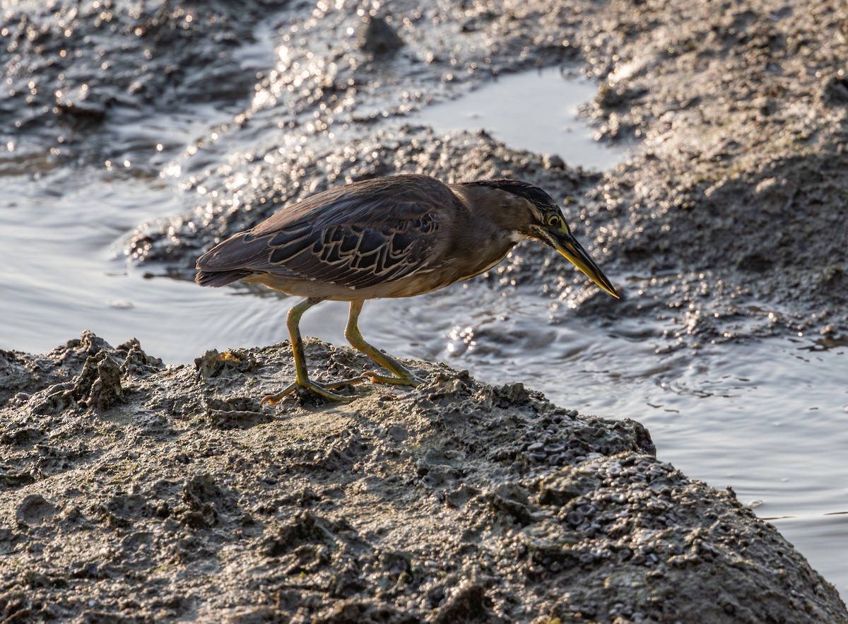 Striated Heron - ML617059998