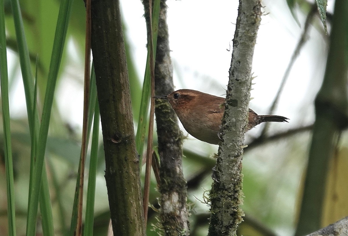 Mountain Wren - ML617060017