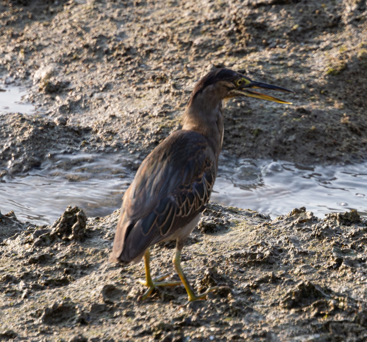 Striated Heron - ML617060021