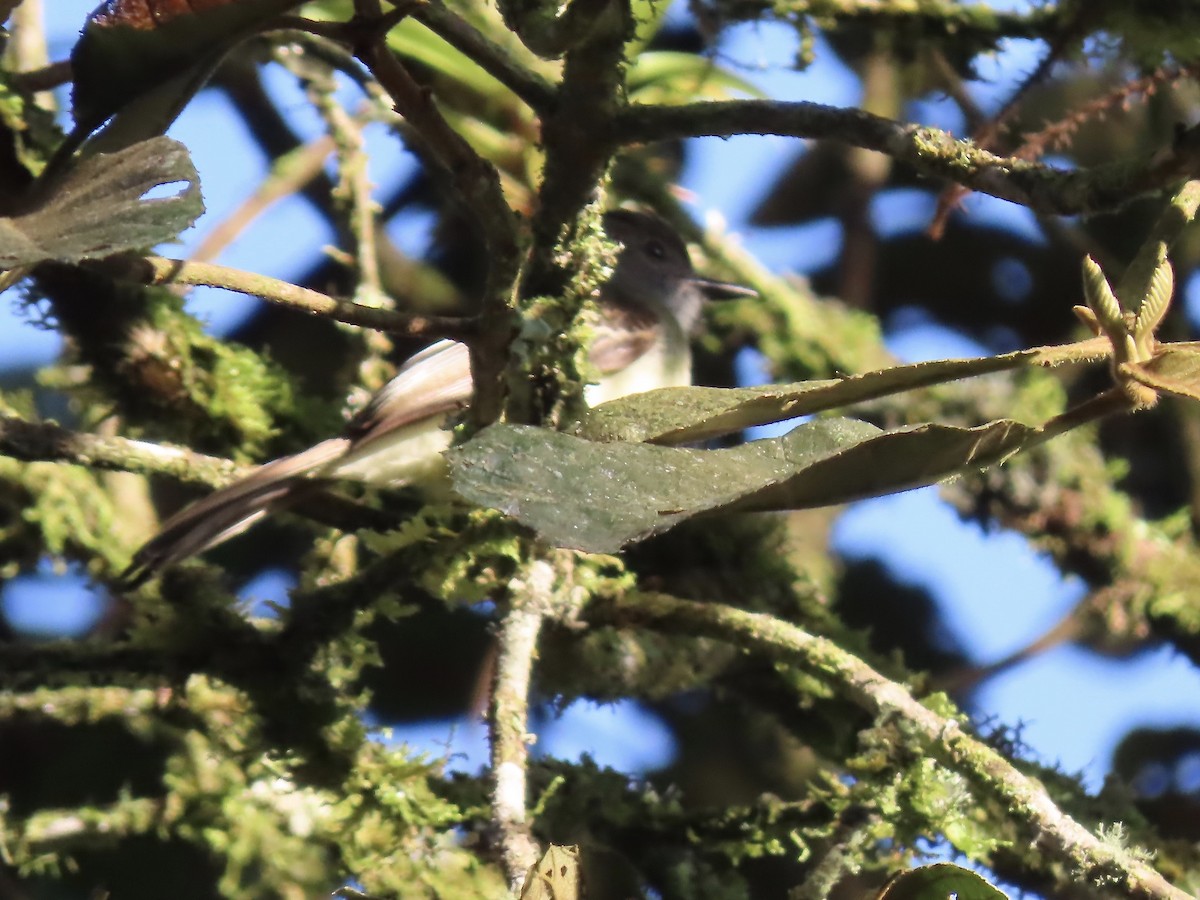 Pale-edged Flycatcher - ML617060025