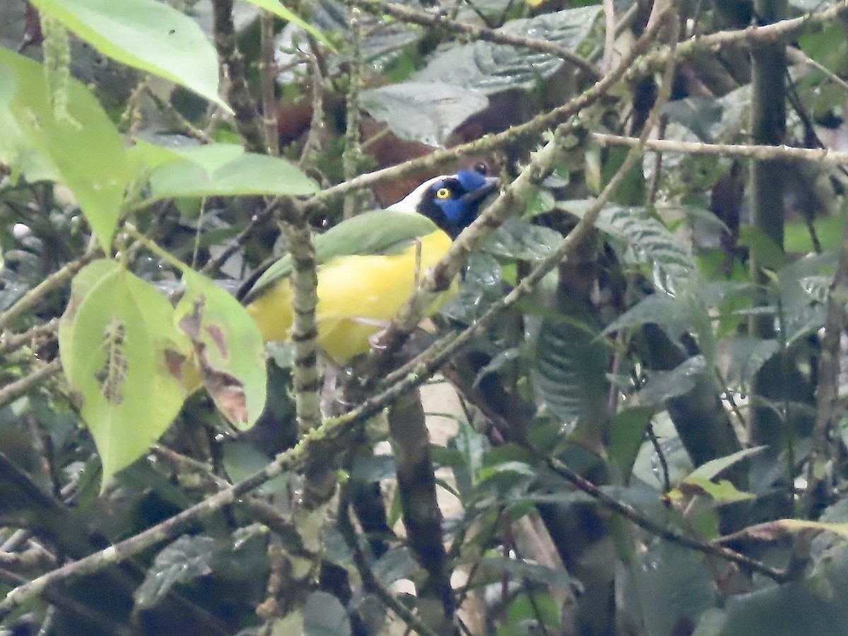 Green Jay (Inca) - ML617060038