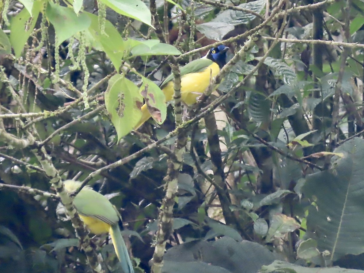 Green Jay (Inca) - ML617060040