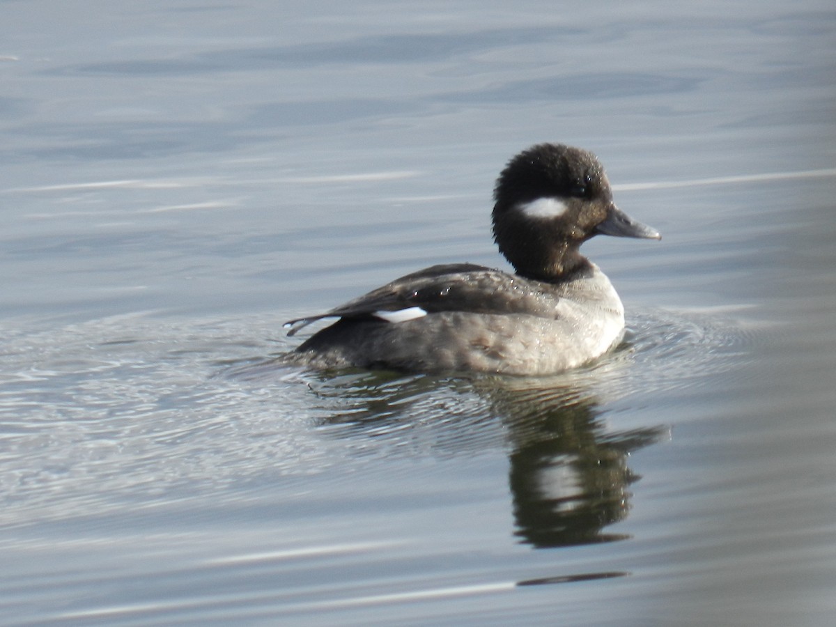 Bufflehead - ML617060072