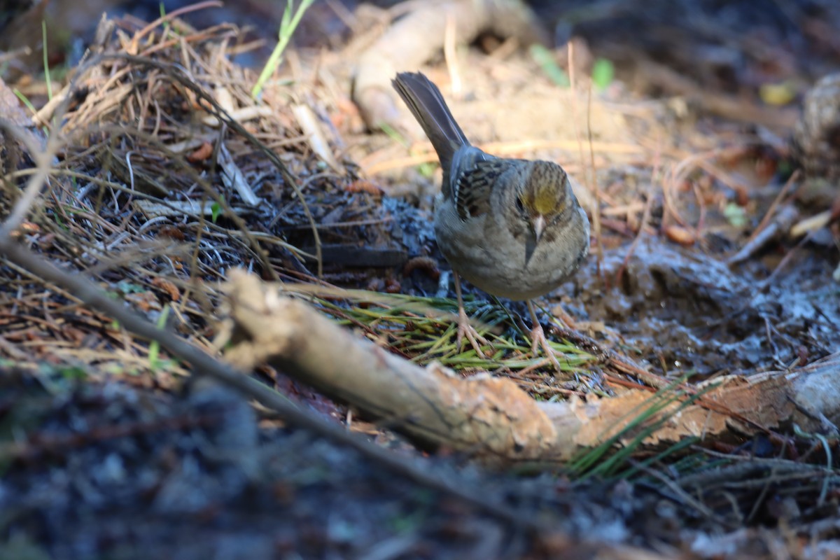 Golden-crowned Sparrow - ML617060076