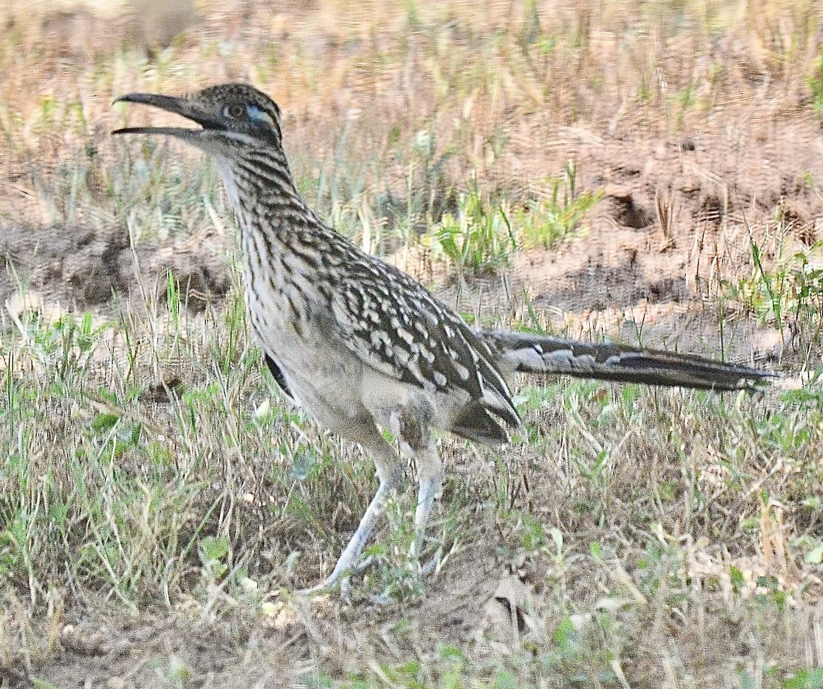 Greater Roadrunner - ML617060102