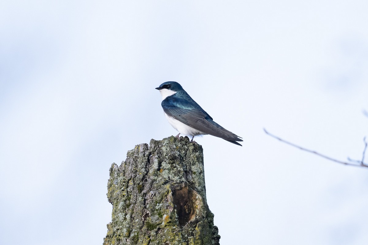 Tree Swallow - ML617060141